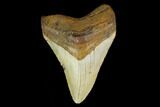 3.99" Fossil Megalodon Tooth - North Carolina - #131565-1